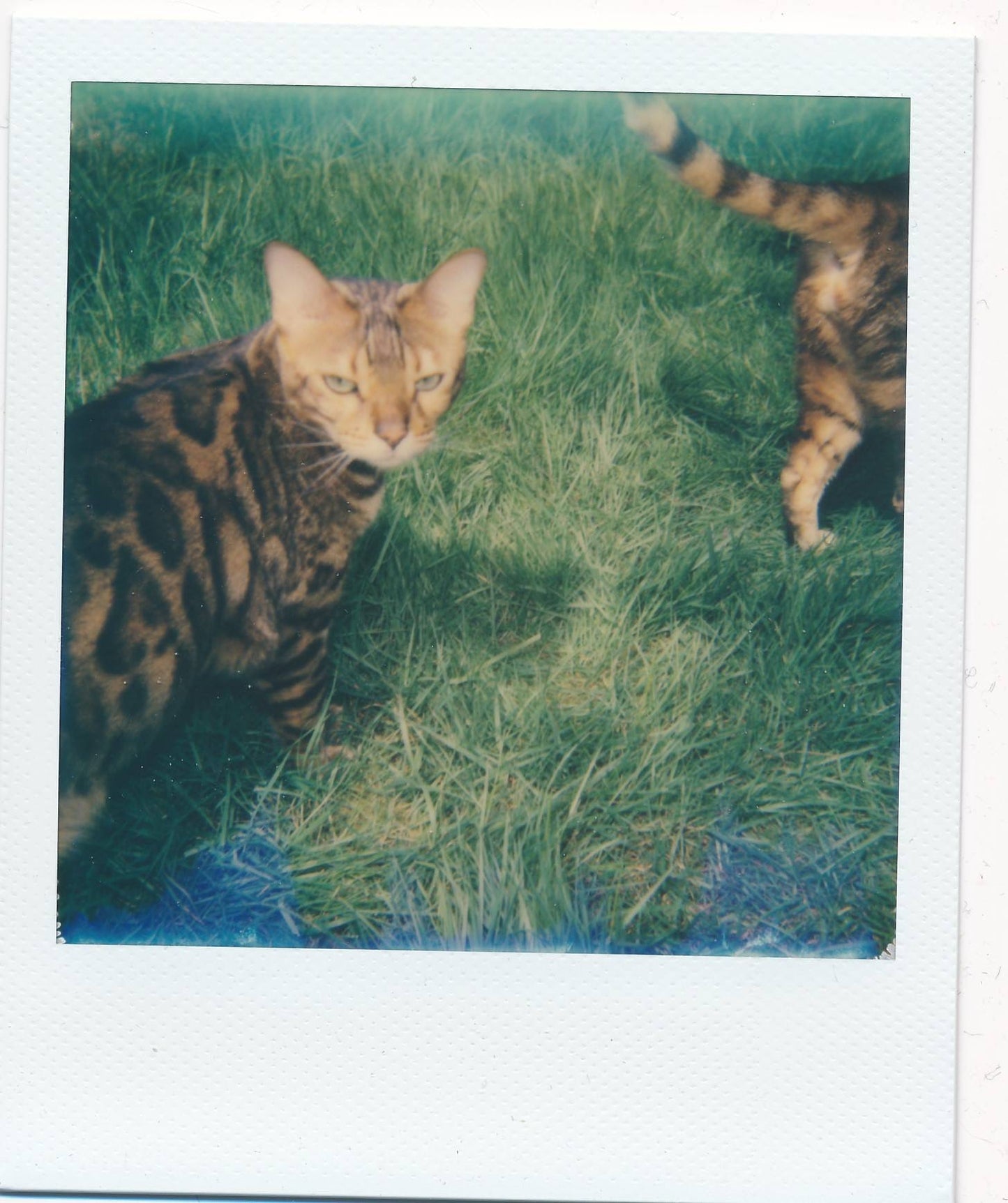 POLAROID ONE 600