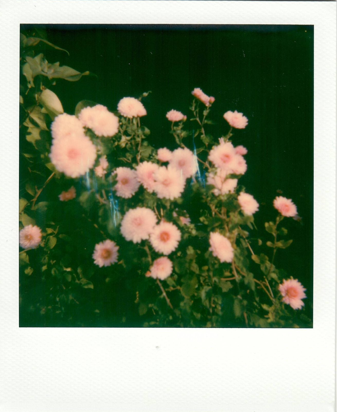 POLAROID CLOSE-UP 636