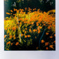 POLAROID SUPERCOLOR 635