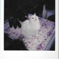 POLAROID SUPERCOLOR 635 SE