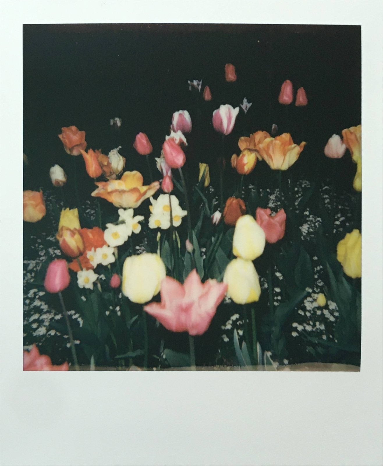 POLAROID CLOSE-UP 636